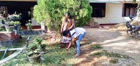 Home gardening program implemented in the office premises